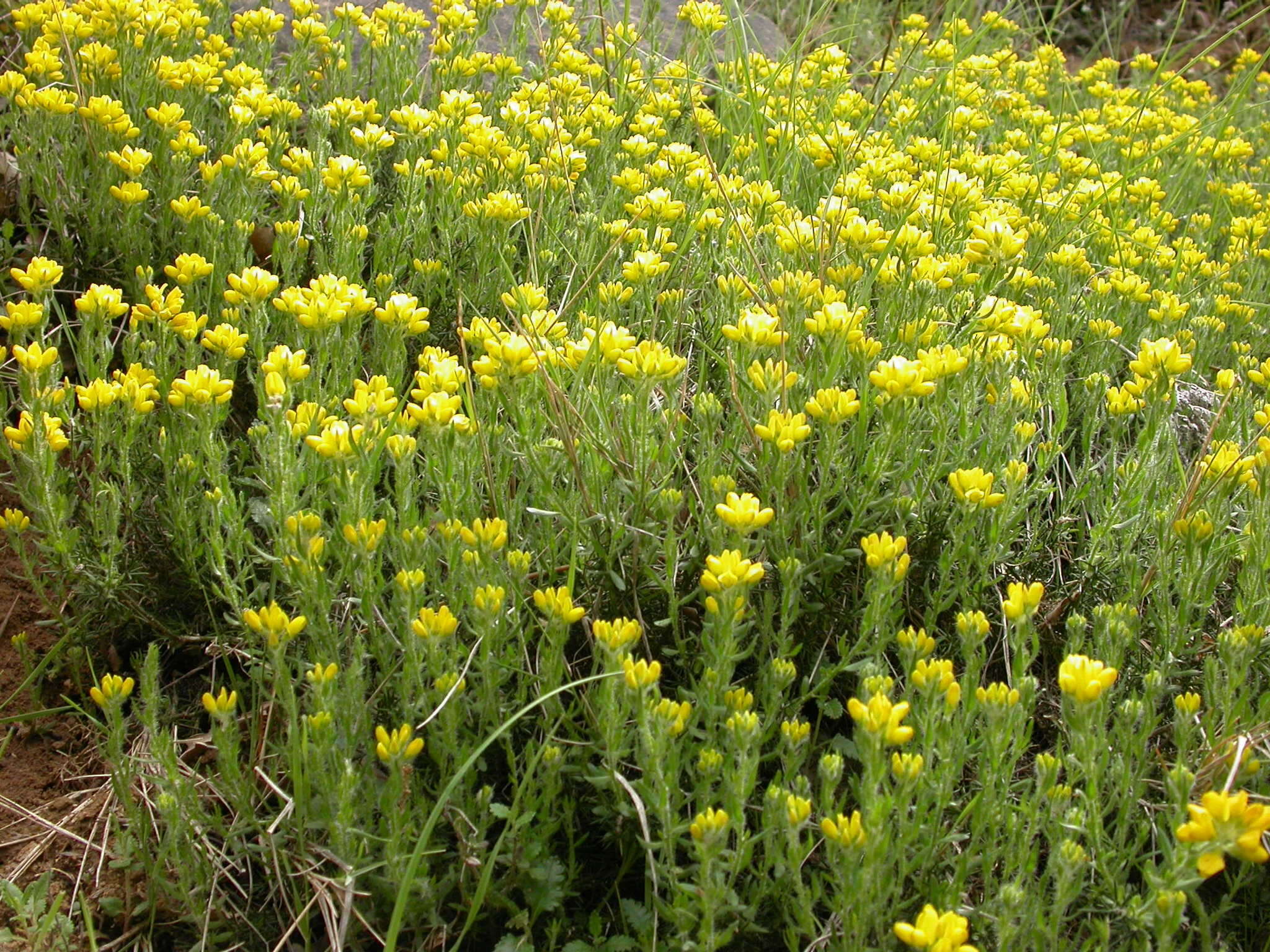 Слика од Genista hispanica subsp. hispanica