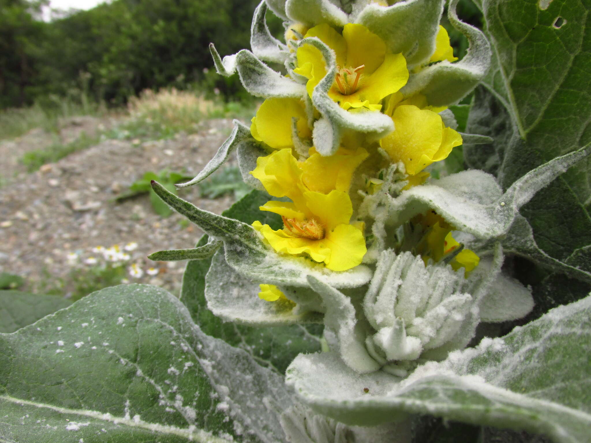 Image of Verbascum gnaphalodes Bieb.