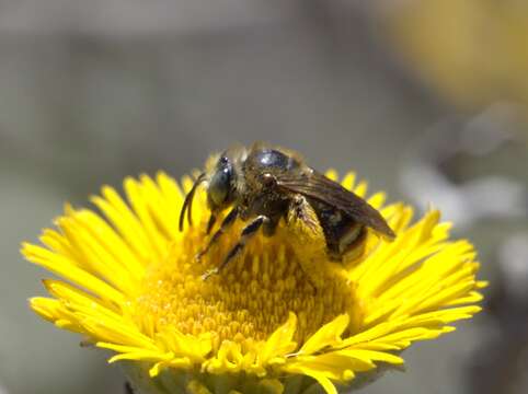 Plancia ëd Tetraloniella lanzarotensis (Tkalcu 1993)