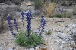 Imagem de Lupinus havardii S. Watson