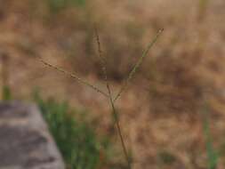 Image of Indian crabgrass