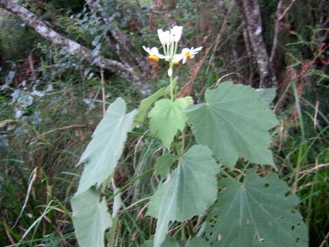 Image de Sparrmannia africana L. fil.