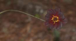 Image of Chocolate Cosmos