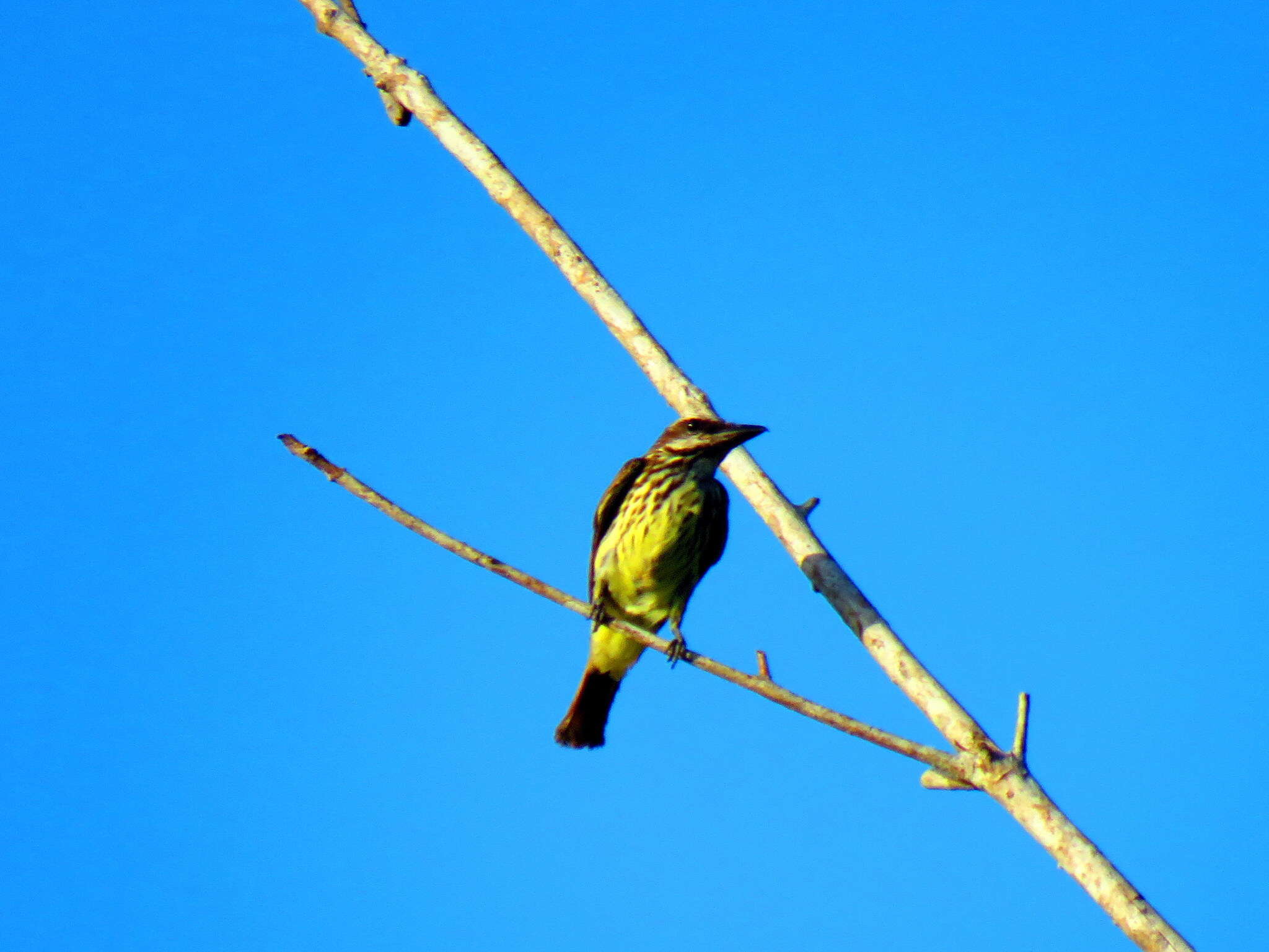 Image of Sulphur-bellied Flycatcher