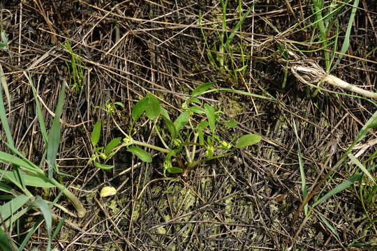 Image of Ranunculus lateriflorus DC.