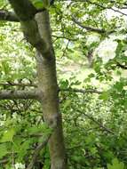 Image of Small-flowered Black Hawthorn