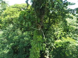 Image of Schefflera sphaerocoma (Benth.) Harms