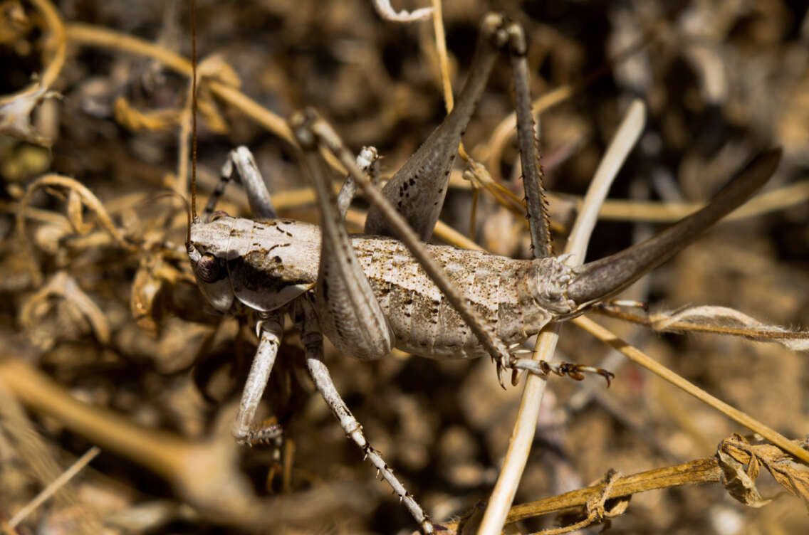 Image of Idiostatus aequalis (Scudder & S. H. 1899)