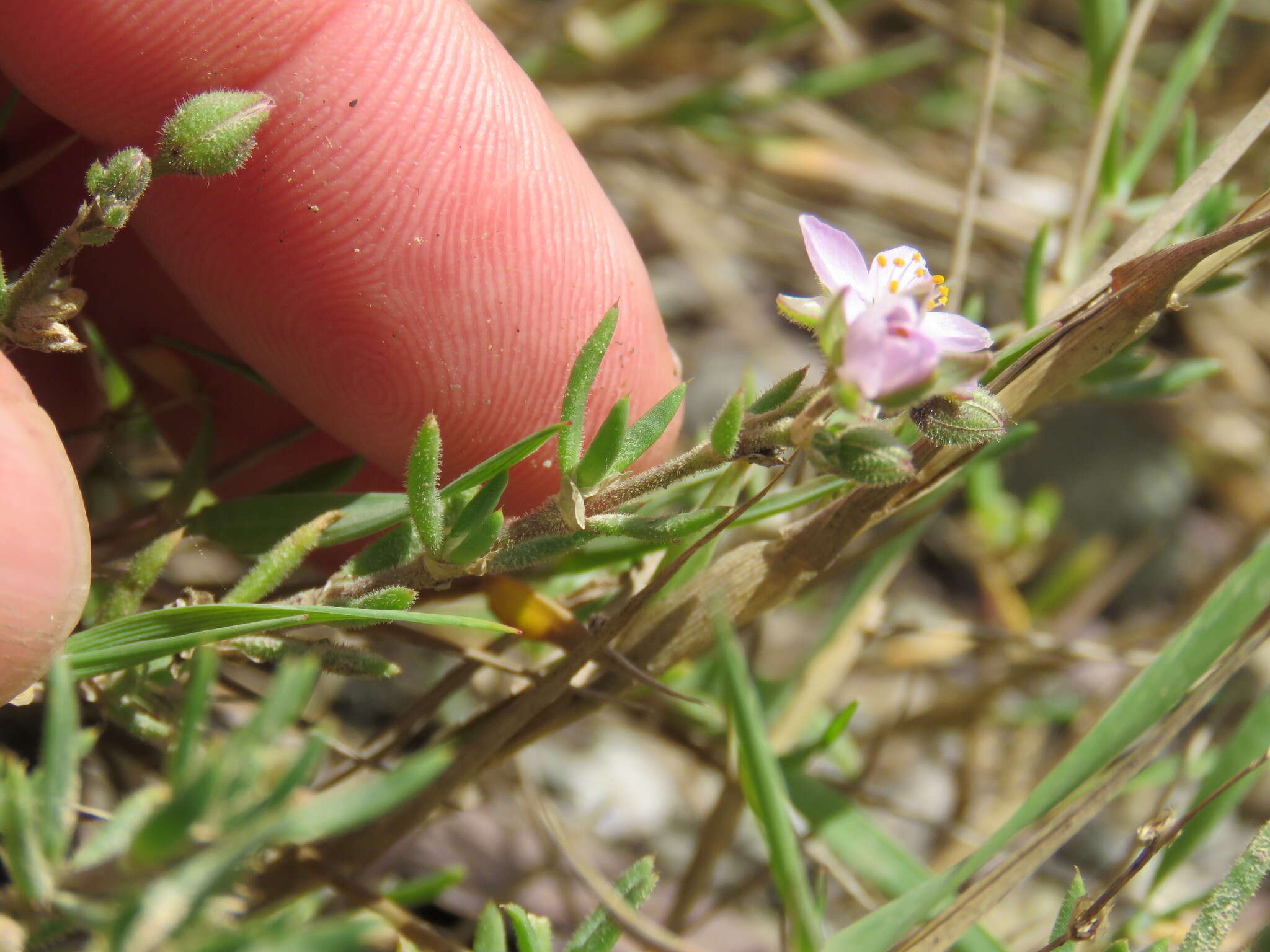 Image of Spergularia rupicola Le Jolis