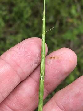 Plancia ëd Aegilops cylindrica Host