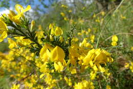 Image of hairy greenweed