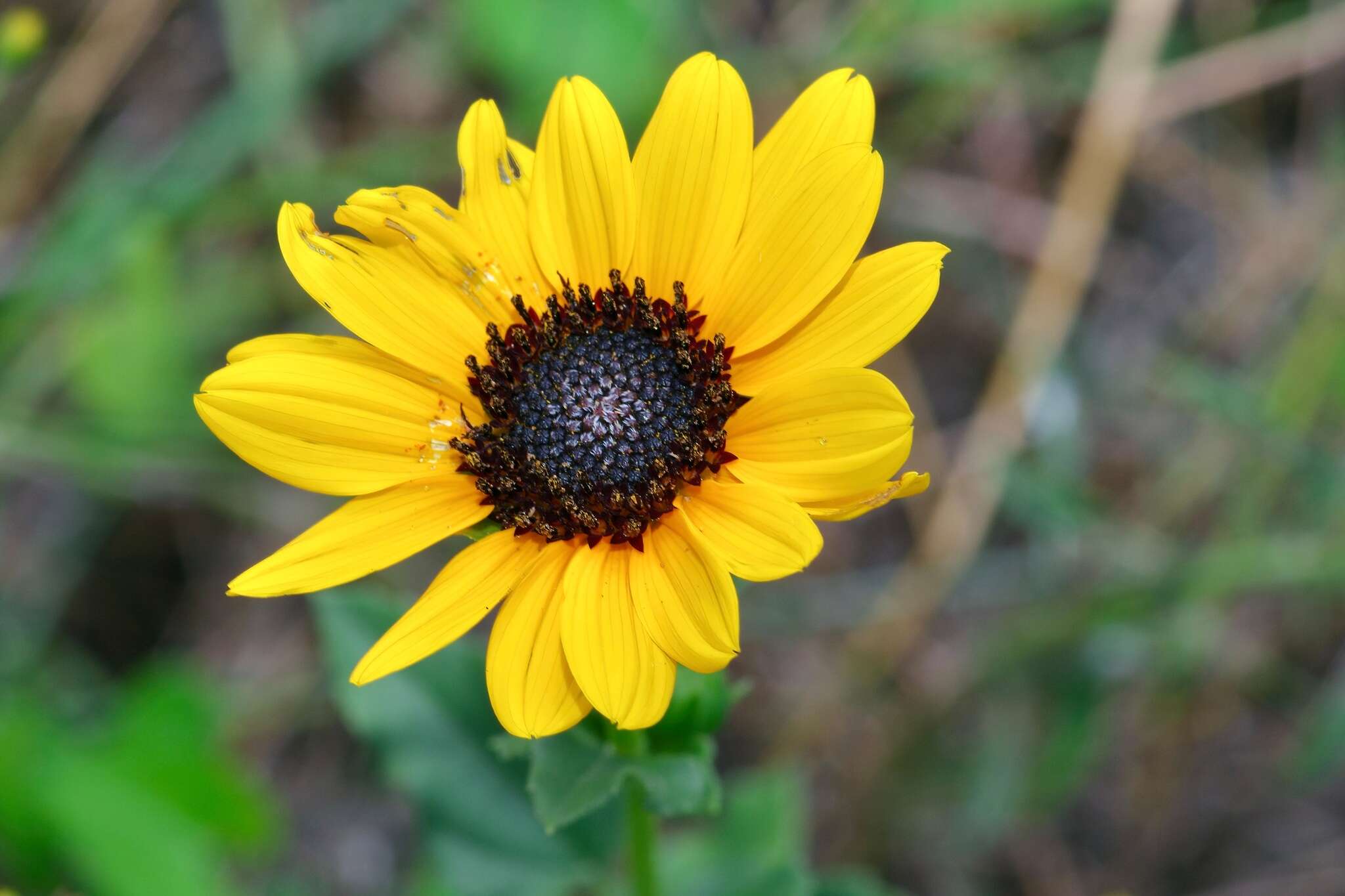 Image of Texas sunflower