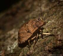 صورة Homalocoris Perty 1833