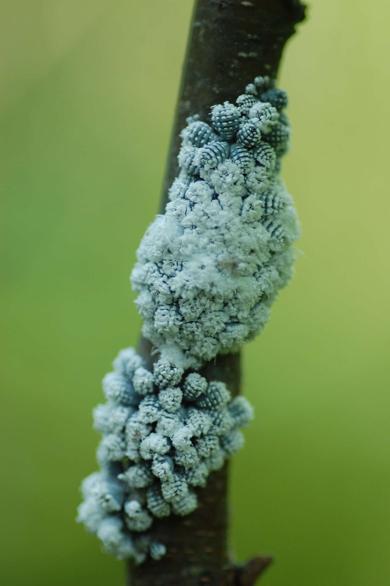 Image of Woolly Alder Aphid