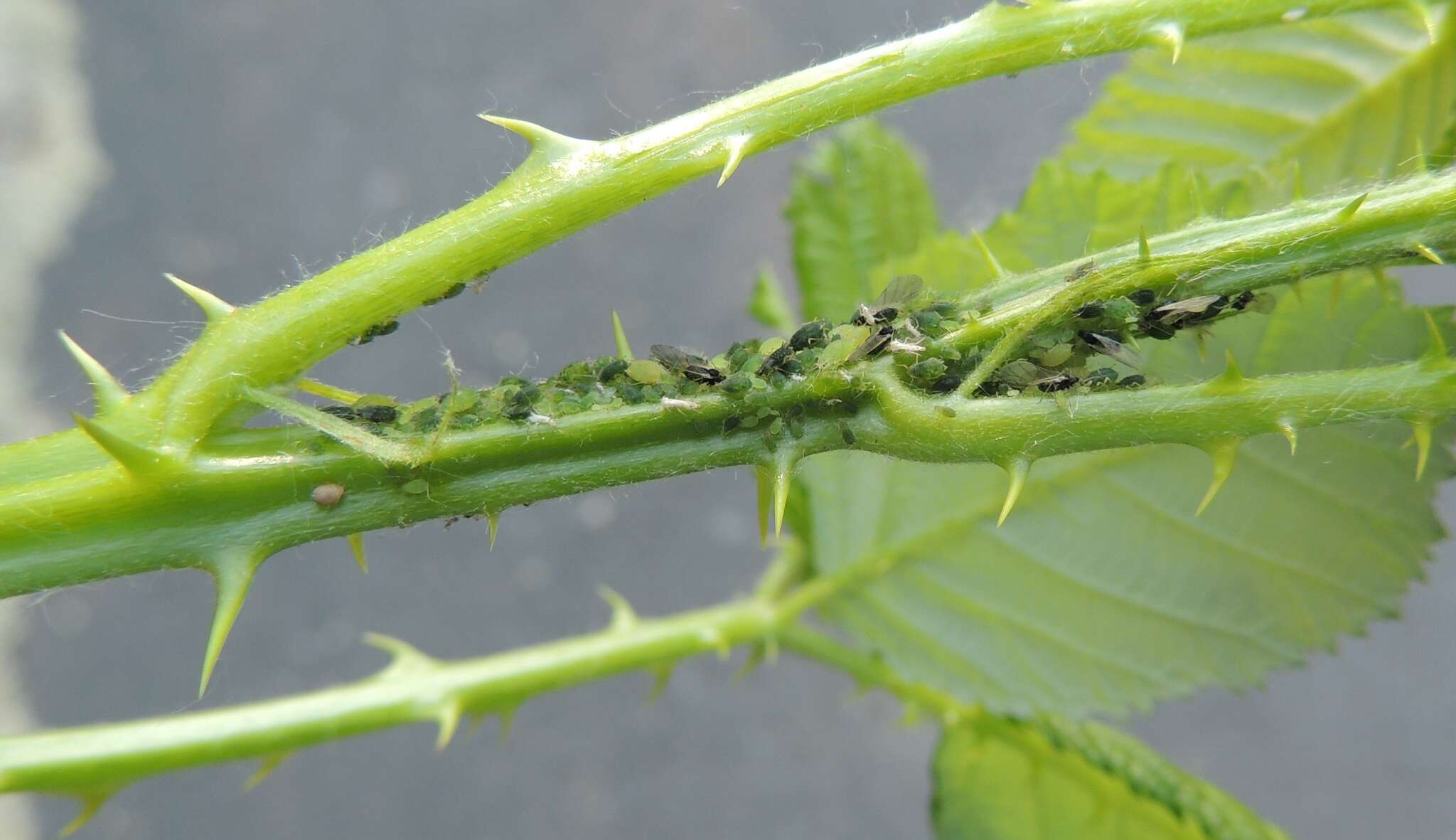 Слика од Aphis (Aphis) ruborum