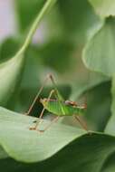 Image of speckled bush-cricket