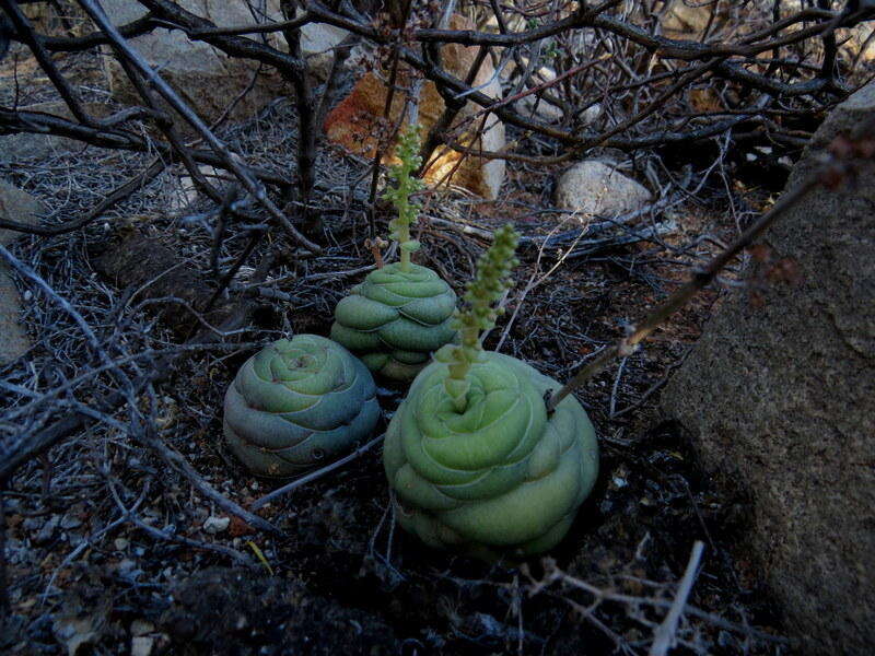 Crassula hemisphaerica Thunb. resmi