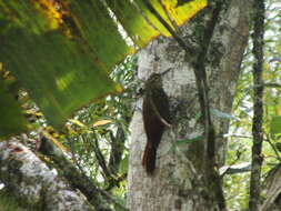 Image of Spotted Woodcreeper