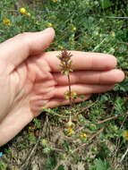 Image of Lamium amplexicaule var. orientale (Pacz.) Mennema