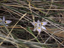 Image of Moraea setifolia (L. fil.) Druce