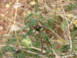 Image of Matelea trachyantha (Greenman) W. D. Stevens