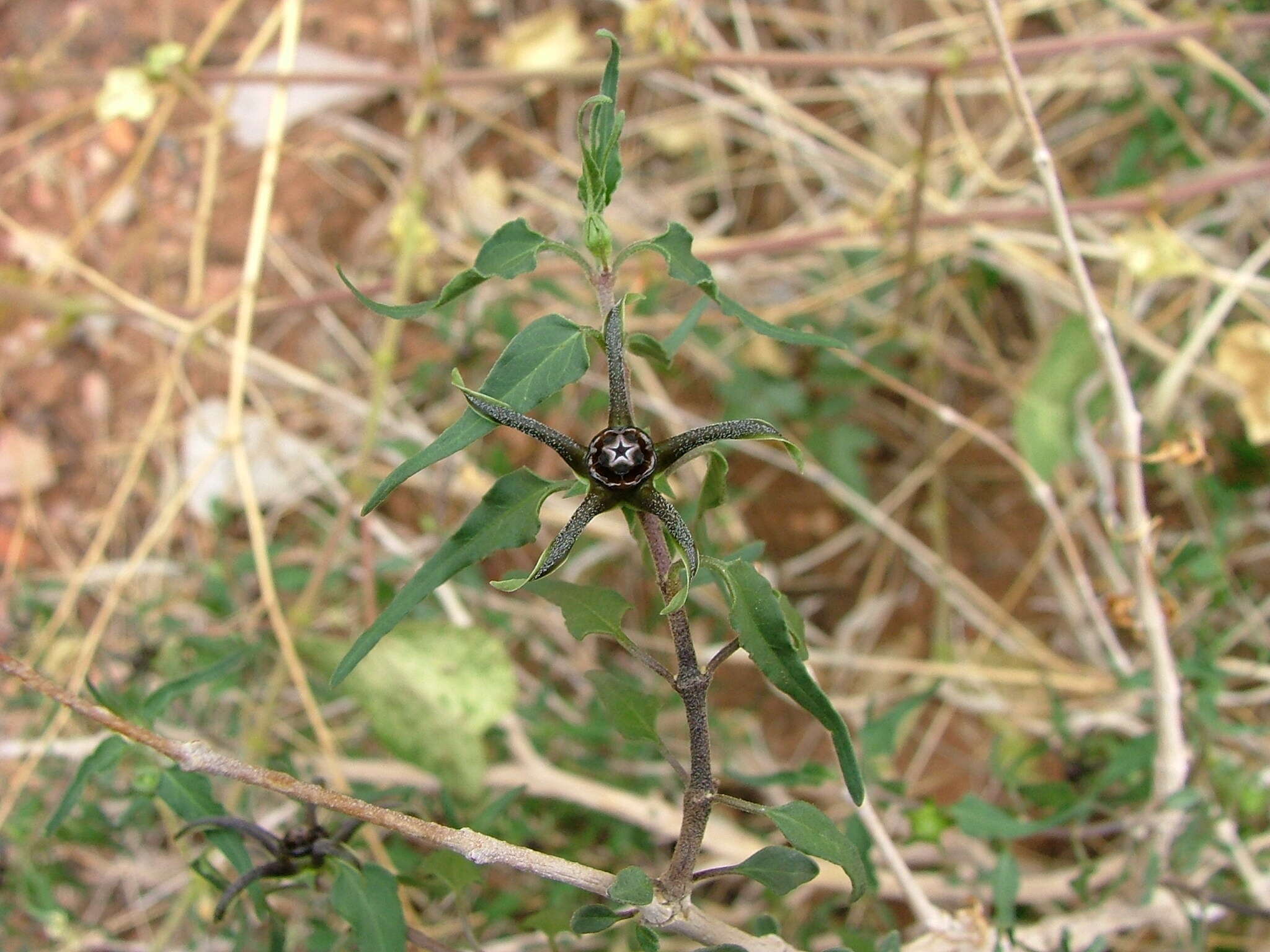 Sivun Matelea trachyantha (Greenman) W. D. Stevens kuva