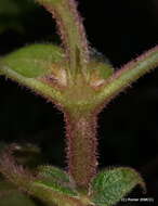 صورة Phyllopentas austro-orientalis (Homolle & Verdc.) Kårehed & B. Bremer