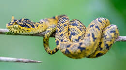 Image of Usambara Eyelash Viper