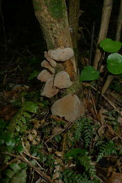 Auricularia cornea Ehrenb. 1820 resmi