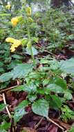 Image of Salvia japonica var. formosana Murata