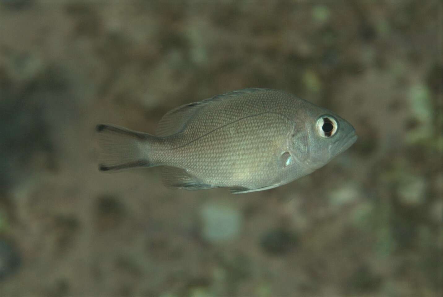 Image of two-spot red snapper