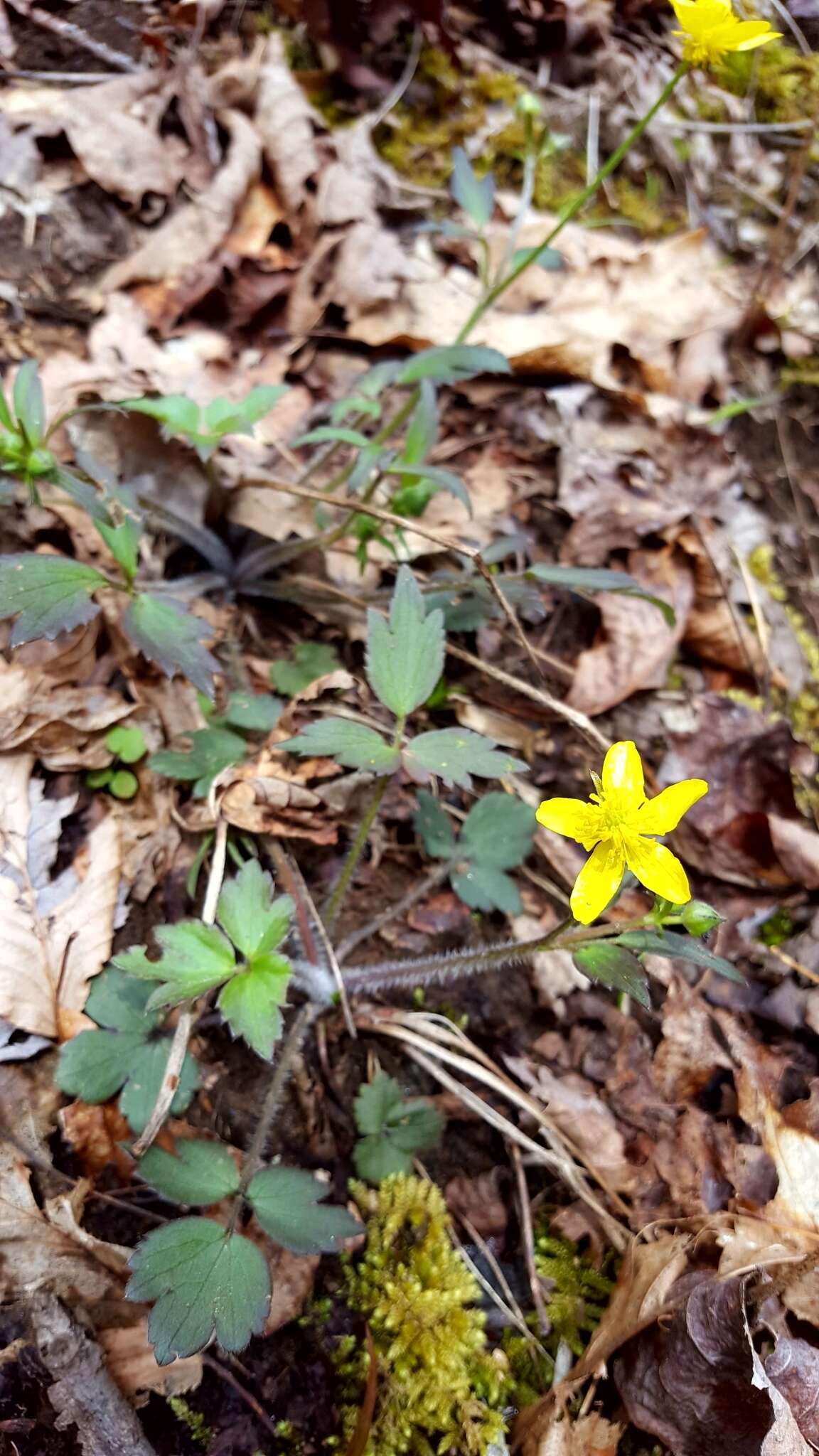 <i>Ranunculus <i>hispidus</i></i> var. hispidus的圖片