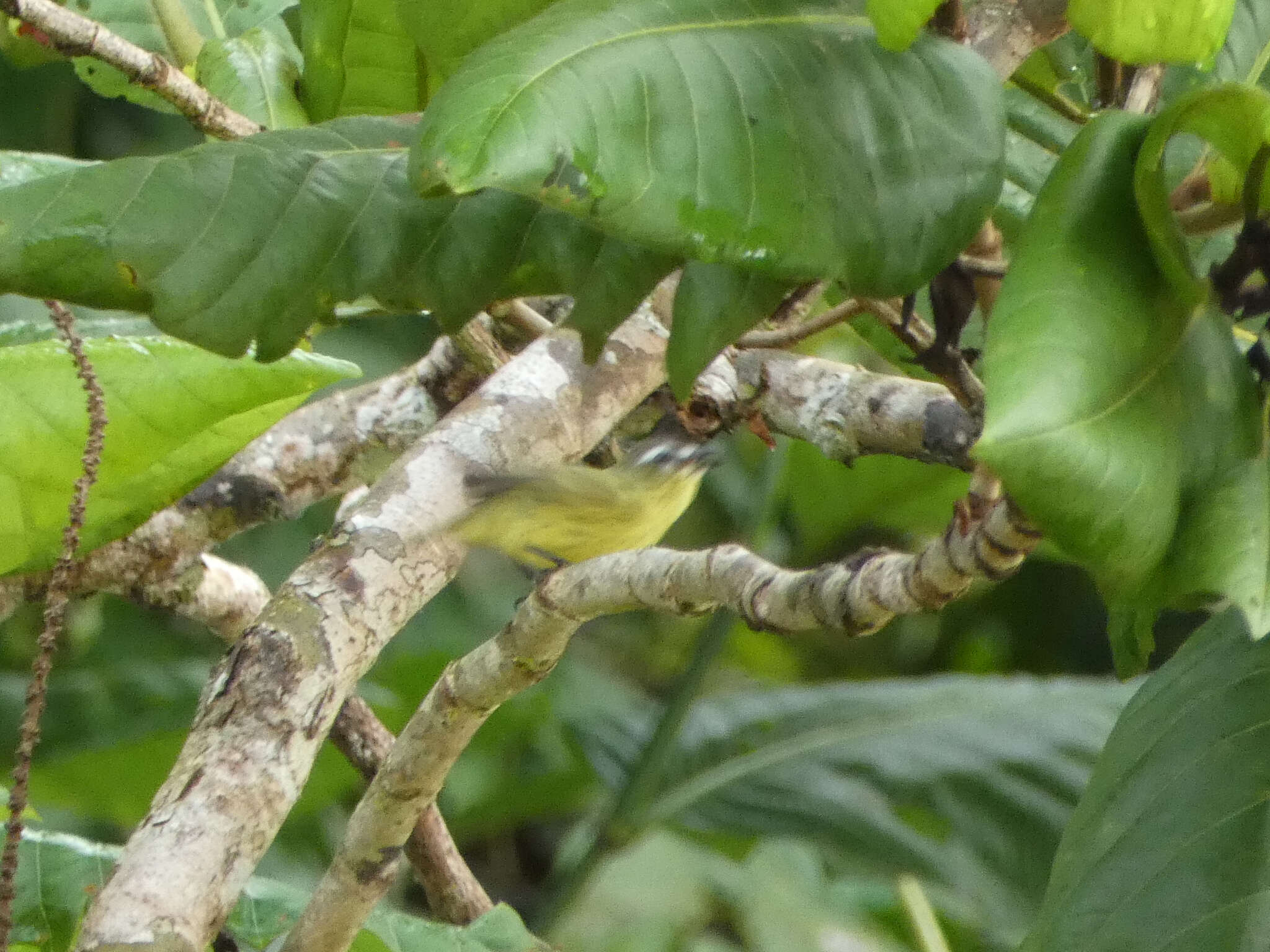 Image of Brown-capped Tyrannulet