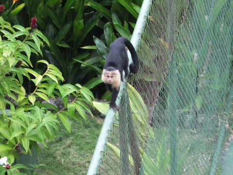 Image of Panama capuchin monkey