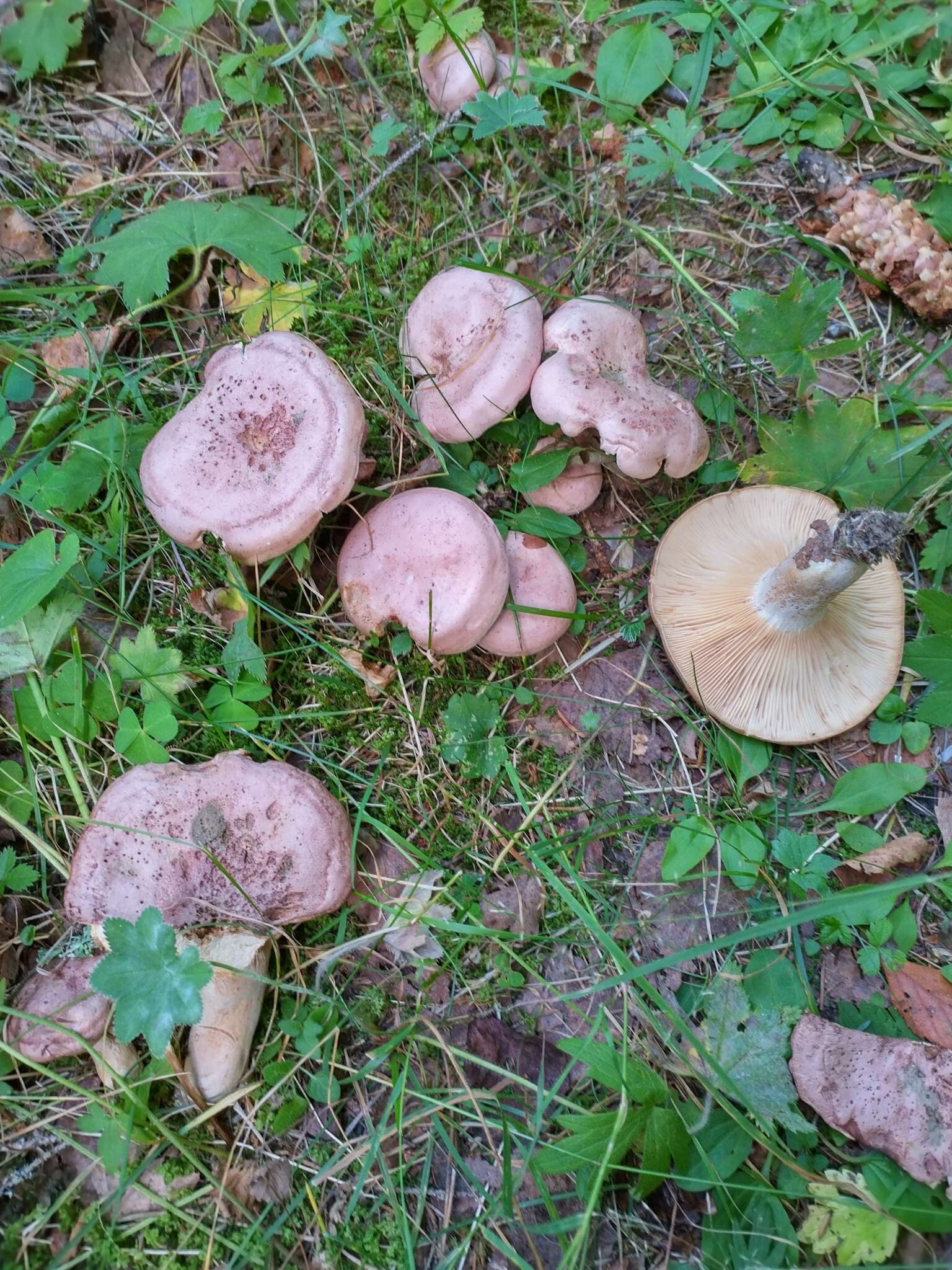 Image of Lactarius flexuosus (Pers.) Gray 1821