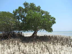 Image of Mangrove apple