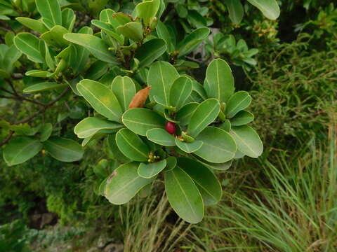 Erythroxylum pictum E. Mey.的圖片