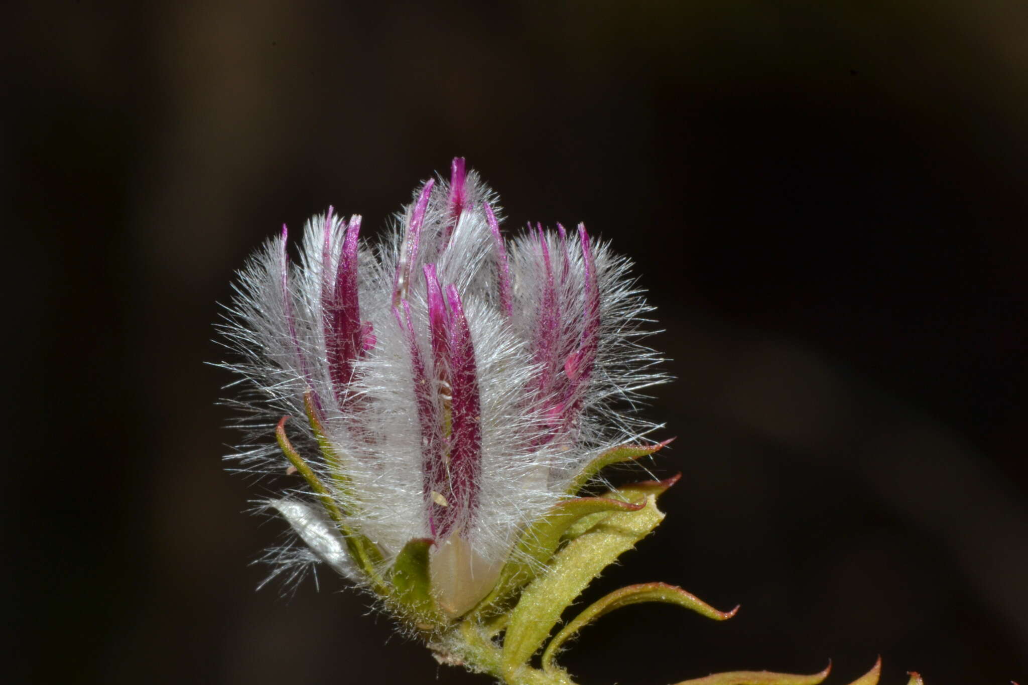 Image of Ptilotus declinatus Nees