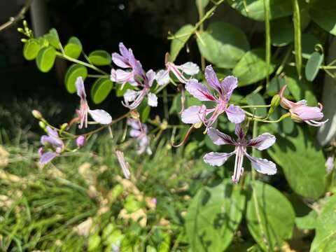 Imagem de <i>Phanera yunnanensis</i> (Franch.) Wunderlin