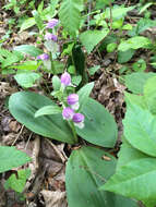 Plancia ëd Galearis spectabilis (L.) Raf.