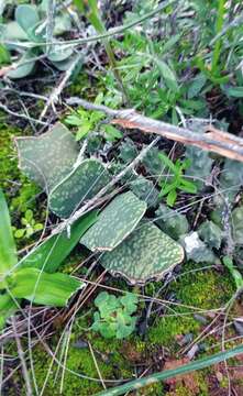 Image of Gasteria disticha var. disticha