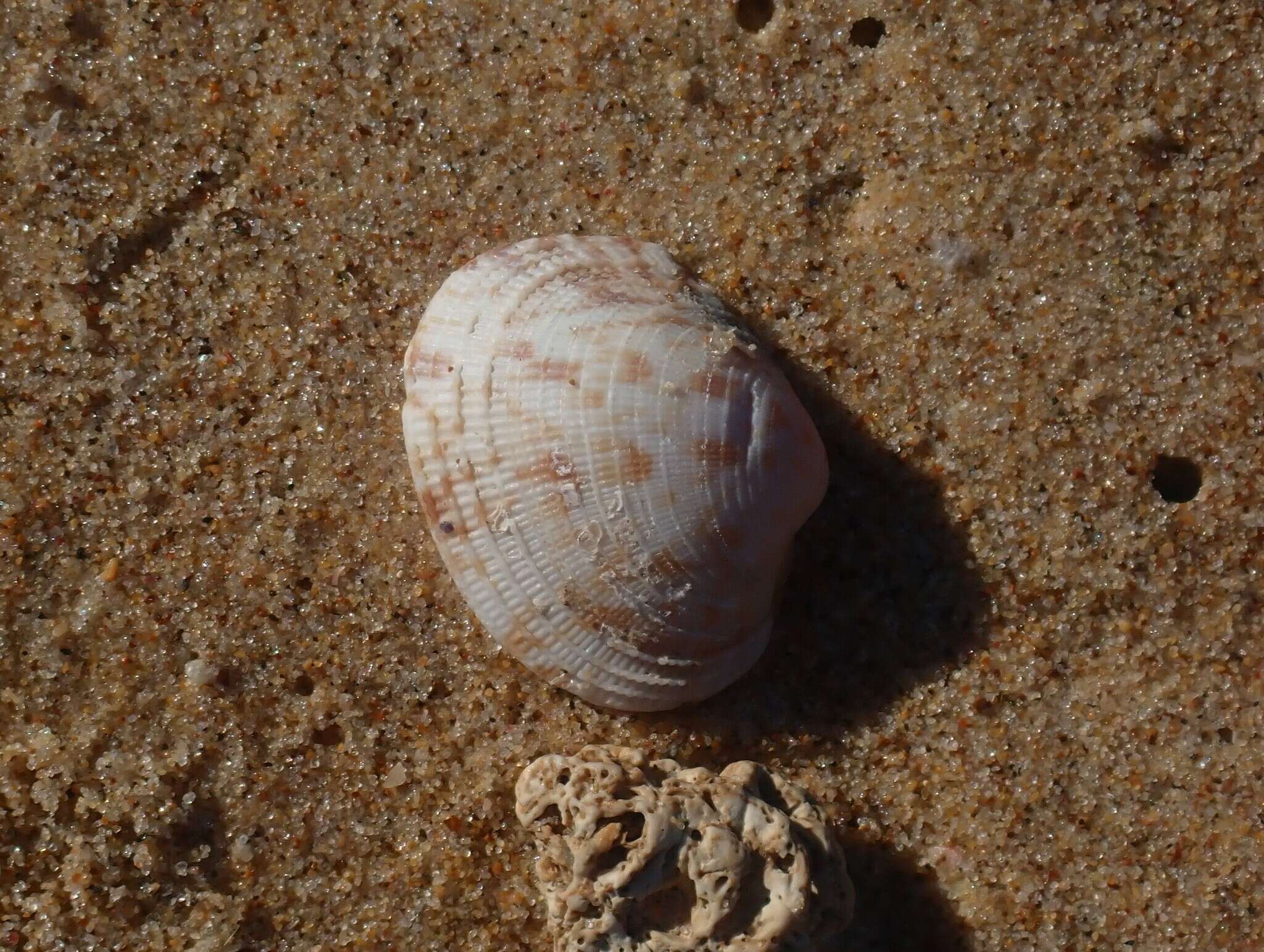 Antigona persimilis (Iredale 1930) resmi