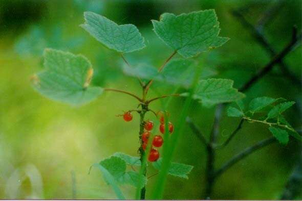 Image of red currant