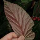 Image of Begonia consobrina Irmsch.