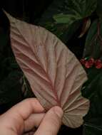 Слика од Begonia consobrina Irmsch.