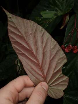 Image of Begonia consobrina Irmsch.