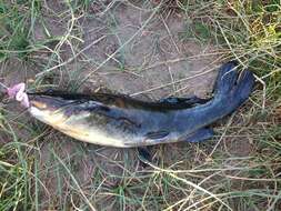 Image of Catfish