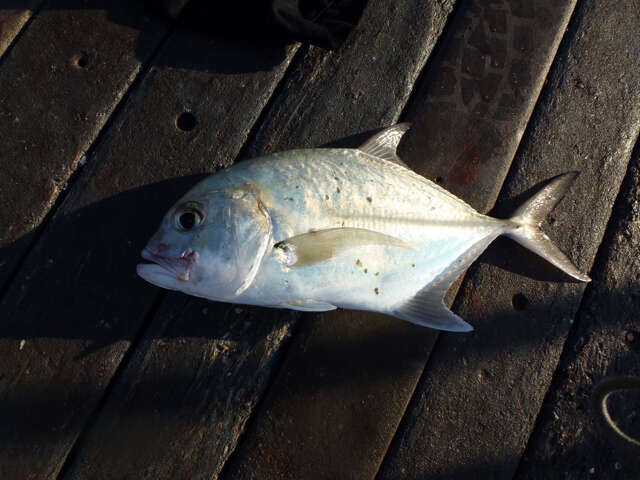 Image of Bluespotted trevally