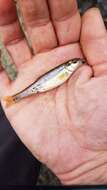 Image of Bluntnose Minnow