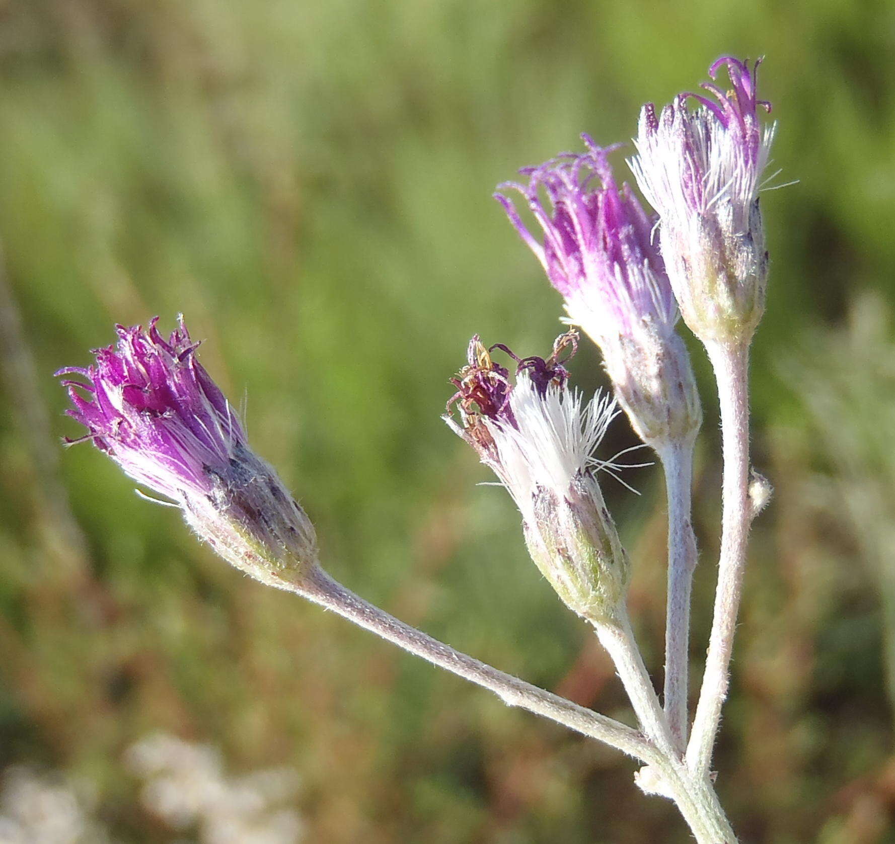 Image of Hilliardiella elaeagnoides (DC.) Swelank. & J. C. Manning